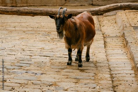 Goat is brown with horns Stock Photo | Adobe Stock