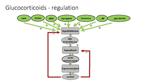 Glucocorticoids Suprarenal Glands Anatomy Adrenal Cortex Physiology Zona