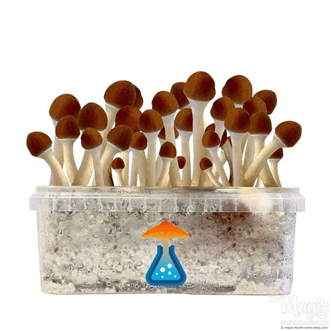 Entfessle Die Magie Der Golden Teacher Mushrooms Mit Getmagic