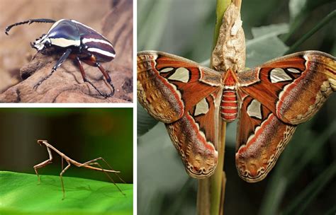 Unveiling The Giants Top 5 Largest Insects In The World