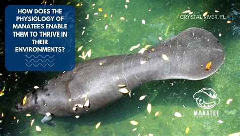 Learn about the amazing adaptations of manatees that allow them to