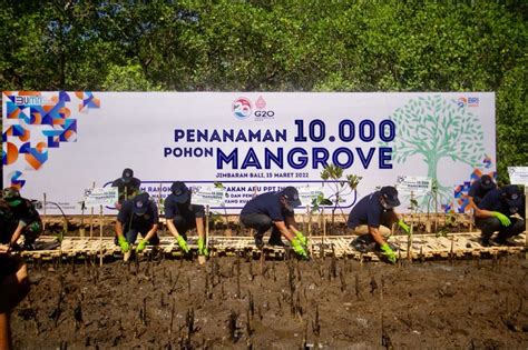 BRI Dan PPATK Tanam 10 Ribu Pohon Mangrove Pada Peringatan 20 Tahun APU