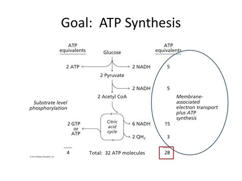 PPT - Electron Transport and ATP Synthesis PowerPoint Presentation ...