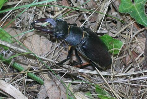 Stag Beetle - Learn About Nature