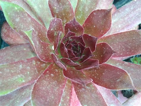 Solve Succulent Jigsaw Puzzle Online With Pieces