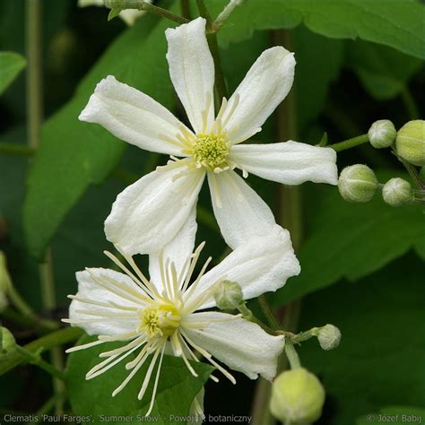 Plant Gallery Encyklopedia Roślin Clematis Paul Farges Summer