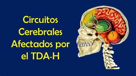 Circuitos Cerebrales Afectados Por El Tdah Youtube