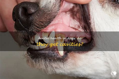 Dental Health In Dogs Do They Get Cavities Petshun