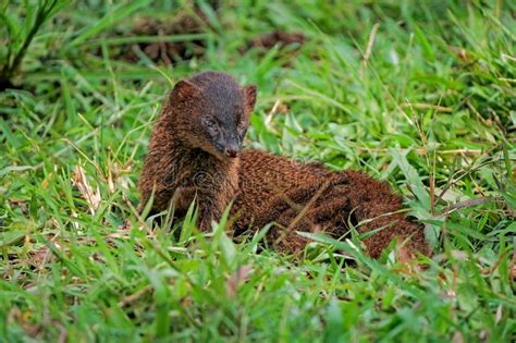 Javan Mongoose Eating A Snake As A Prey Stock Image Image Of Meadow