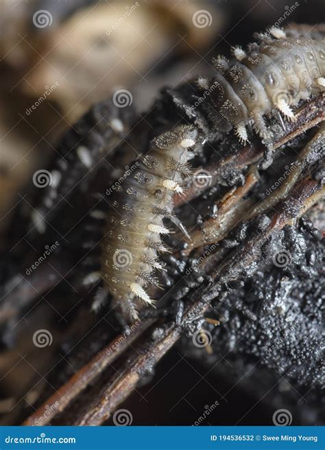 Close Shot of the Fungus Beetle Larvae. Stock Photo - Image of ...