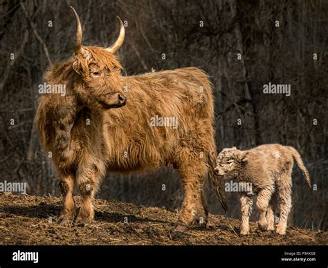 Scottish Highland Cattle Stock Photo Alamy