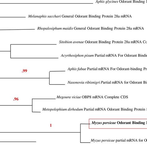 Phylogenetic Tree Of Odorant Binding Protein 8 OBP8 Gene After BLAST