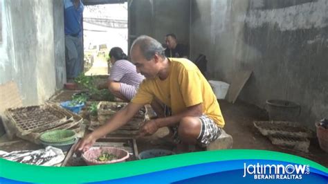 Pembibit Cabai Rawit Banjir Pesanan Cuaca Ekstrem Landa Banyuwangi