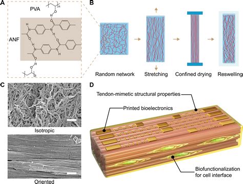 Tissue Engineering Developing Bioinspired Multi Functional Tendon