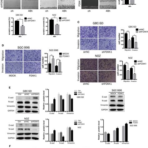 FOXK1 Promotes Tumor Invasion And Metastasis By Inducing EMT A B For