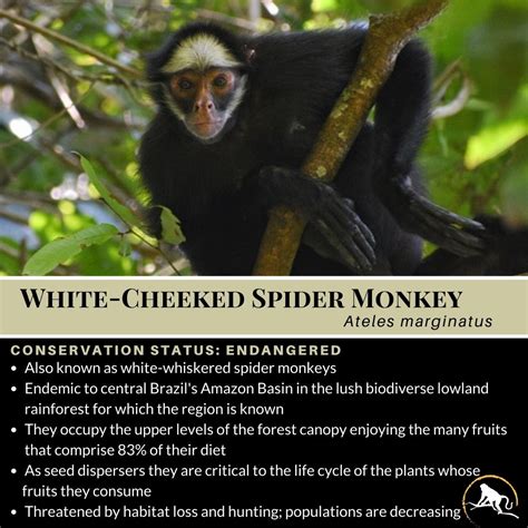 White-Cheeked Spider Monkey, Ateles marginatus