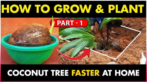 How To Grow And Plant Coconut Tree At Home How To Get Higher Yield