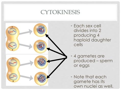 Reducing The Chromosome Number Ppt Download