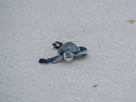 Only six sea turtle nests remain on Anna Maria Island