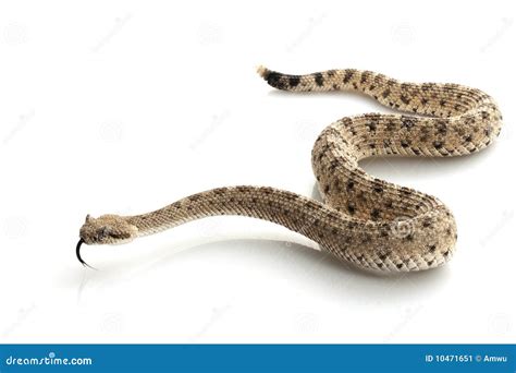Sidewinder stock image. Image of space, aggressive, crawling - 10471651