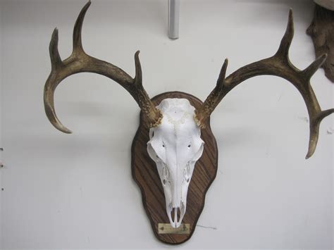 Skull Cleaning European Mounts And Memories Taxidermy Bug Cleaning