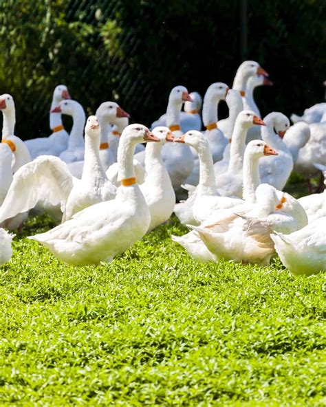 13 White Geese Breeds (With Pictures) - Bird Helpful