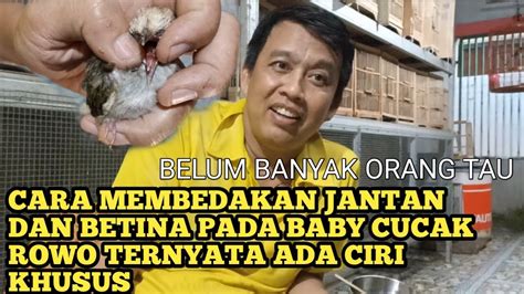 Cara Membedakan Jantan Dan Betina Pada Baby Cucak Rowo Ternyata Ada