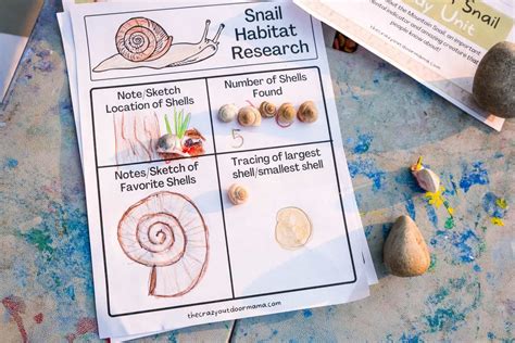 Cute Snail Shell Craft Mountain Snail Study Unit For Kids The
