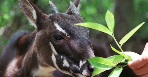 Saola | The Nation