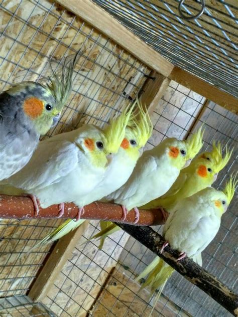Корелла и розелла (39 фото) - красивые фото и картинки pofoto.club