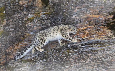 A Snow Leopard Panthera Uncia Walking On A Snow Covered Rocky Cliff