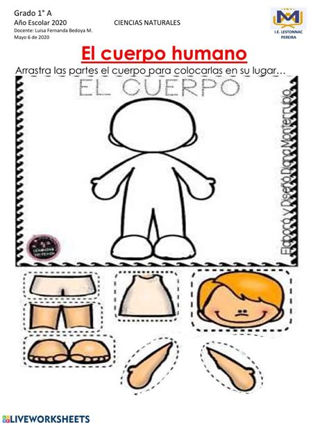 Cuerpo Humano Grado Rompecabezas Arrastre De Frichas Worksheet