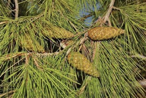 Pinus Halepensis