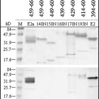 Mutational Analysis Of The N Terminal Domain Of E2 And Its Role In