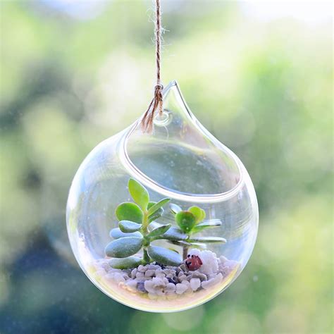 Hanging Glass Orb Money Plant Terrarium By Dingading