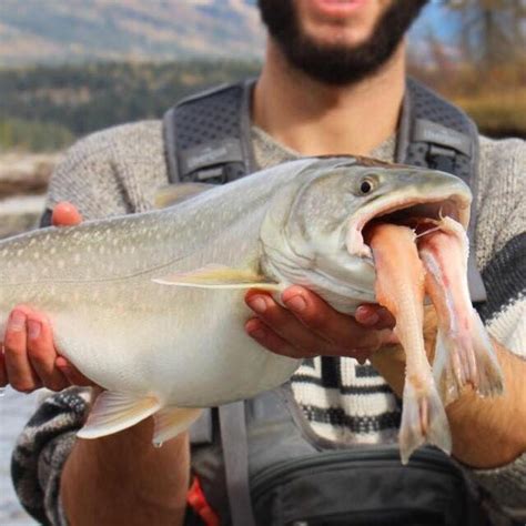 Bull Trout In Alberta The Bushwhackers Society