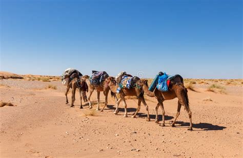 Caravan Going through the Desert Stock Photo - Image of ethnic, travel ...