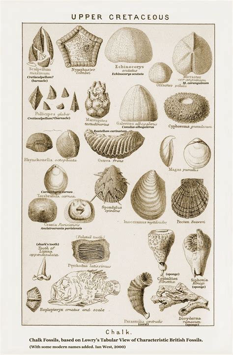 Geology, Jurassic coast, Fossils