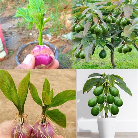 Learn How To Grow Avocados In Pots And Say Goodbye To Buying Them