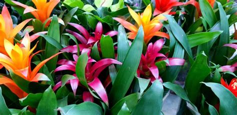 15 Stunning Low Light Flowering Indoor Plants - Smart Garden Guide