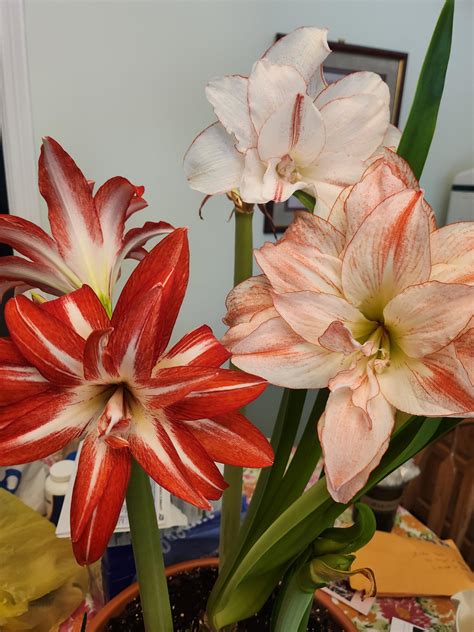Hippeastrums Rhouseplants
