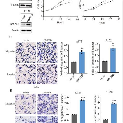 Overexpression Of GMPPB Promotes GBM Cell Proliferation Migration And