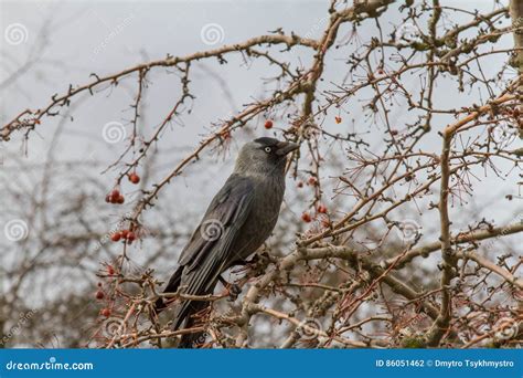 Coloeus monedula stock photo. Image of prague, galka - 86051462