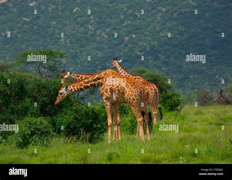 Reticulated Giraffes Eating Giraffa Camelopardalis Reticulata Samburu County Samburu