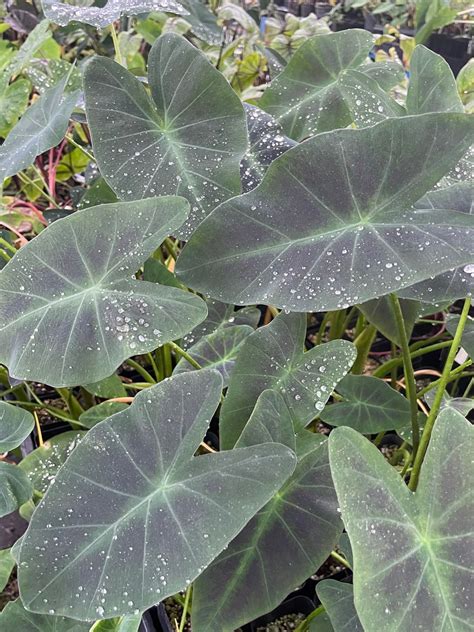 Coal Miner Colocasia Esculenta Taro Decorative Purple Green Etsy