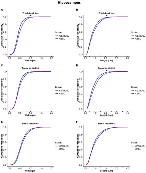 Frontiers Changes In The Number And Morphology Of Dendritic Spines In