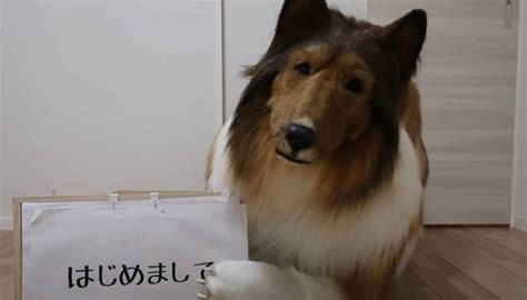 Japanese Man Spends 24k On Dog Costume To Fulfil Dream Of Becoming An