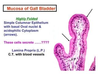 Liver Gall Bladder PPT