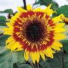 Sunny Babe Sunflower Seeds From Seedsdiscount 00963 PK P1 2 36 Seedsdiscount