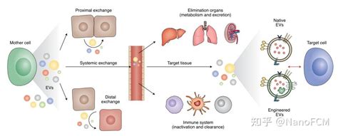 细胞外囊泡—下一代药物递送平台 知乎